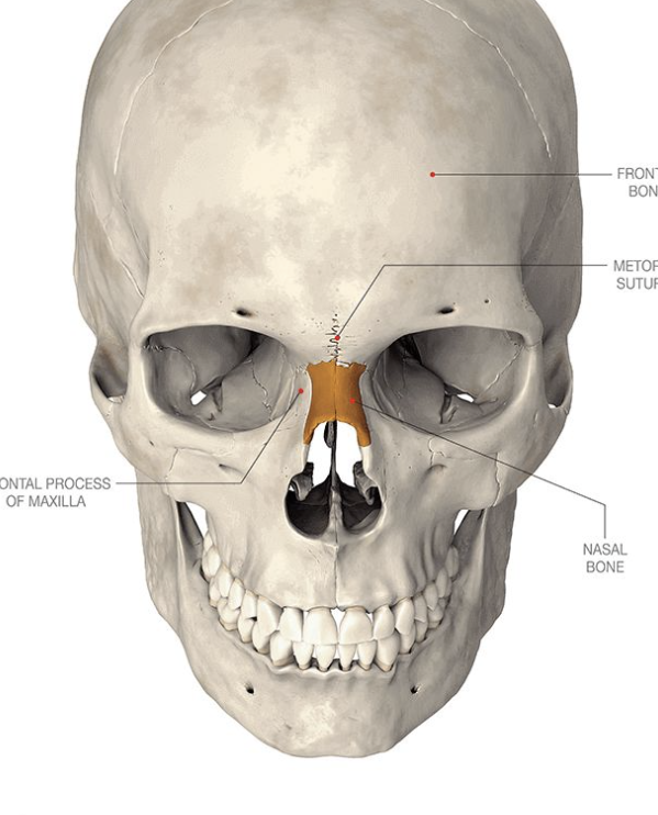 <p>Forms the bridge of the nose</p>