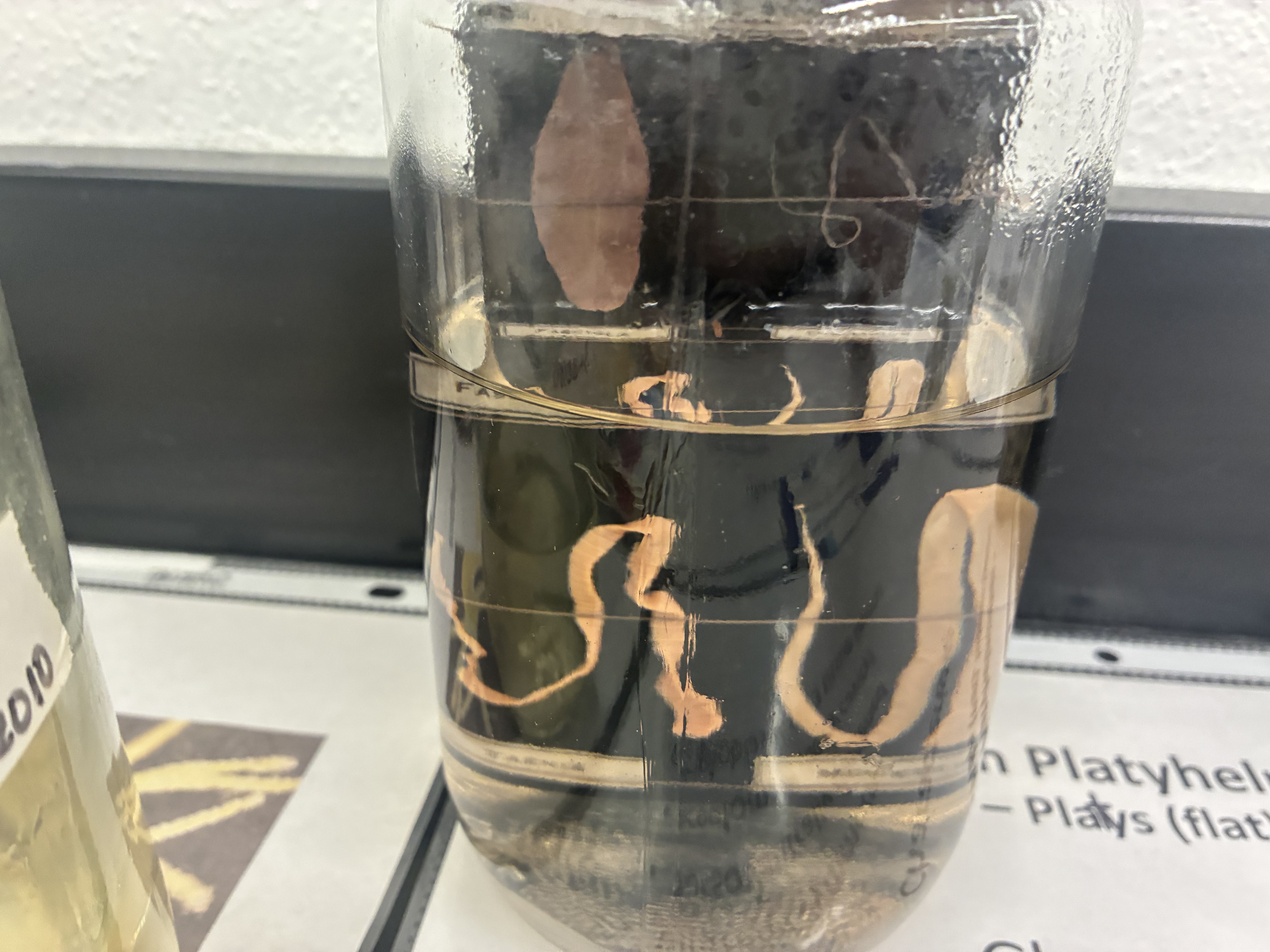 <p>Phylum, class, &amp; key characteristic?</p>