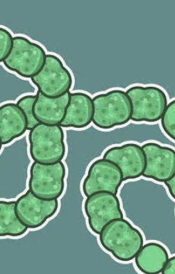 <p><span><strong>Domain: </strong>Bacteria</span></p><p><span><strong>Kingdom:</strong> Bacilliati</span></p><p><span><strong>Phylum:</strong> Cyanobacteria/Cyanobacteriota</span></p>