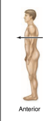 <p>anterior</p>