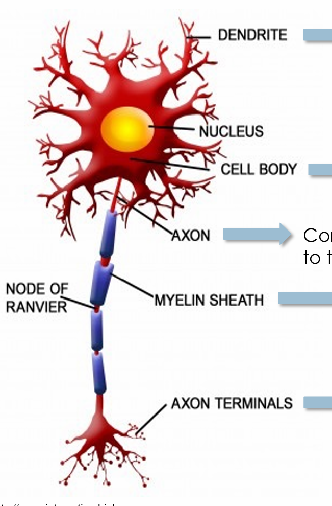 <ul><li><p>Release neurotransmitters to transmit information to another neuron, muscle or gland</p></li></ul><p></p>