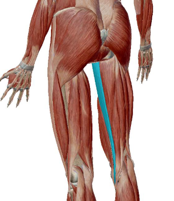 <p>what muscle is this</p>