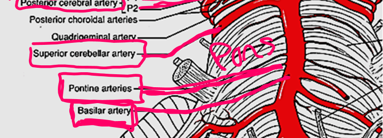 <p>Basilar artery</p>
