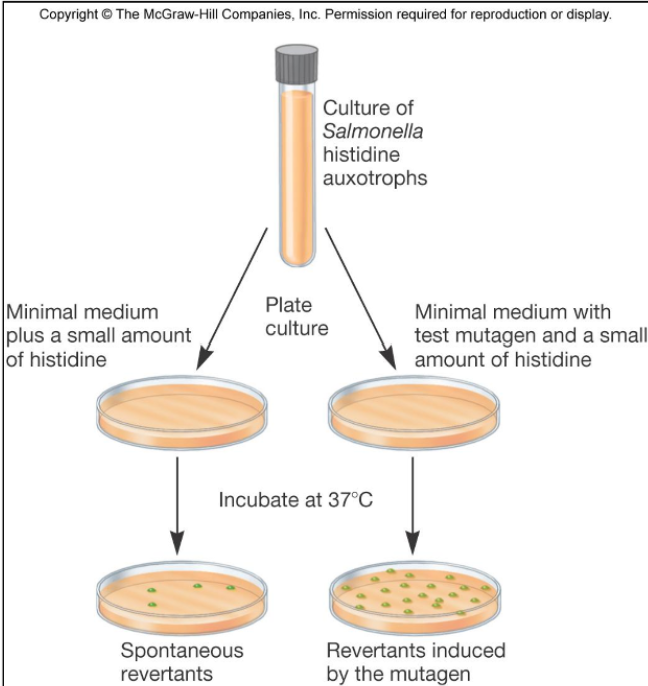 <p>ames test</p>