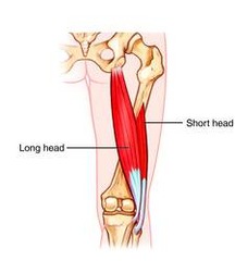 <p>linea aspera of femur,</p><p>lateral supracondylar ridge of femur</p>