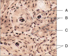 <p>D: very small tube or channel, found connecting lamella to central canal in compact bone.</p>