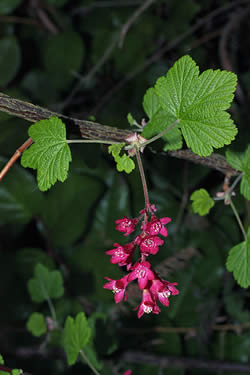 <p>Ribes sanguineum </p>