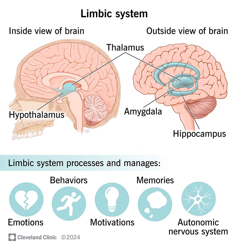 <p>A network of brain structures involved in:</p><ul><li><p>Emotion</p></li><li><p>Memory</p></li><li><p>Motivation</p></li><li><p>Drive</p></li><li><p>Threat response</p></li></ul><p></p>