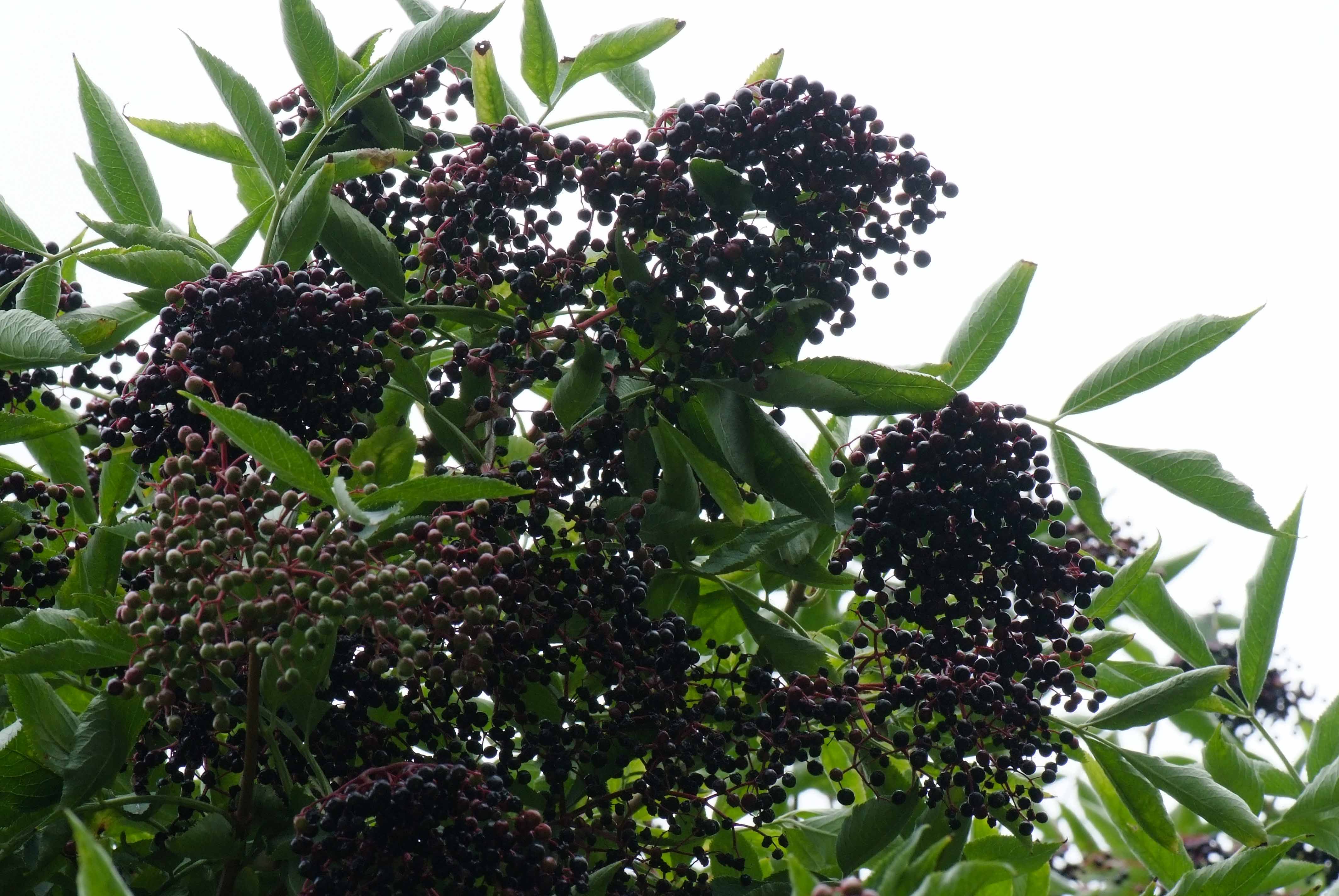 <p>Klasa <strong>EPILOBIETEA ANGUSTIFOLII </strong>związek <span style="background-color: rgba(0, 0, 0, 0); line-height: 22px;"><strong>Nitrofilne zbiorowiska zaroślowe</strong></span></p>