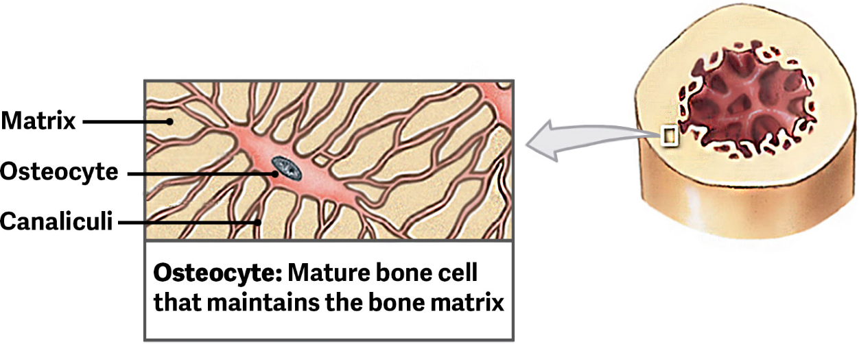 <p>A small open pocket surrounded by hard, dense matrix. </p><ul><li><p>Where a single osteocyte is found </p><ul><li><p><span style="color: yellow;">Since osteocytes can never divide a lacuna can only ever contain one osteocyte</span>. </p></li></ul></li><li><p><span style="color: yellow;">They are separated by matrix that contains the protein fibers of collagen and mineral deposits, primarily of calcium and phosphorus salts</span>. </p></li></ul><p><span style="color: red;">Include:</span> <span style="color: rgb(81, 164, 207);">Lamellae </span></p>