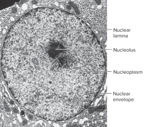 <p>material within the nucleus</p>