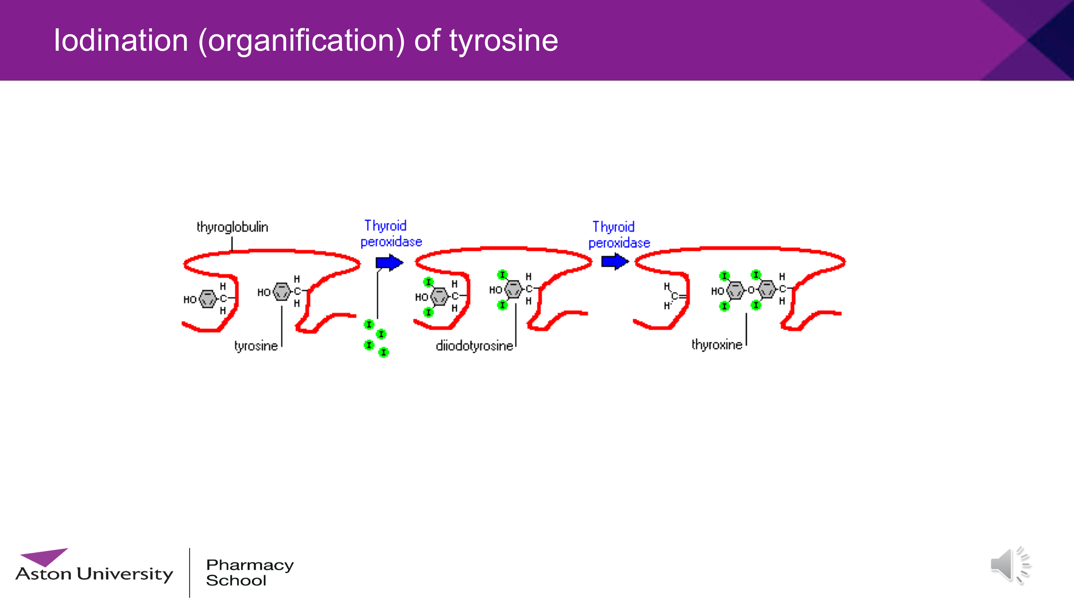 <ul><li><p>TSH receptors are on follicular cells. Binding causes thyroglobulin production</p></li><li><p>Thyroglobulin enters the colloid</p></li><li><p>Sodium iodide transporter is used to bring I<sup>-</sup> into the cells and then the pendrin transporter to get into the lumen</p></li><li><p>Iodide gets oxidised into atomic iodine by thyroperoxidase</p></li><li><p>Iodine attaches to tyrosine rings on thyroglobulin to make MIT/DIT</p></li><li><p>MIT+DIT= T3, DIT+DIT=T4</p></li><li><p>Thyroglobulin is taken into the follicle cells and then cut up into T3 and T4</p></li><li><p>These are then secreted into the bloodstream</p></li></ul><p></p>