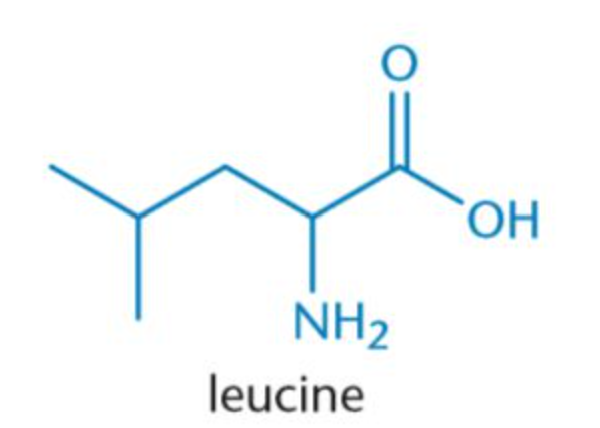 <p>Leu, L</p><p>Non-Polar</p>