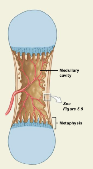 <ul><li><p>The shaft initially fills with <strong>spongy bone</strong>.</p></li><li><p><strong>Osteoclasts break down bone in the center</strong>.</p></li><li><p>This creates the <strong>medullary (marrow) cavity</strong>.</p></li><li><p>The shaft becomes <strong>thicker while bone continues forming near the metaphysis</strong>.</p></li></ul><p></p>