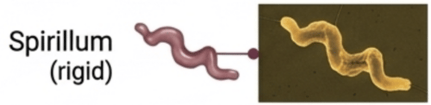 <p>A rigid spiral-shaped bacterium.</p>