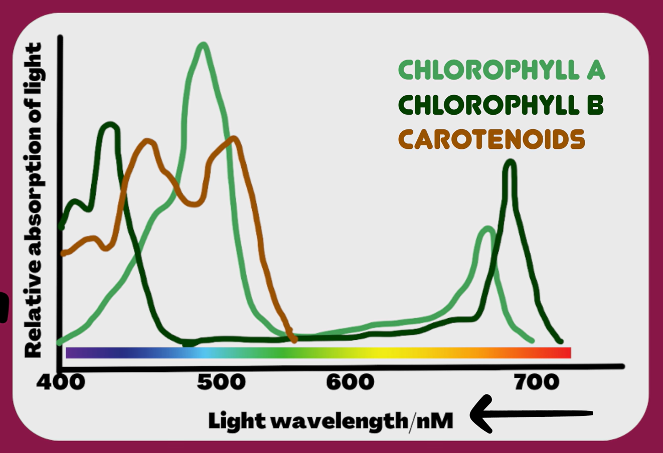 <ul><li><p><span><strong><span>What it shows:</span></strong><span> The amount (absorbance) of light absorbed by specific photosynthetic pigments (chlorophyll a, b, carotenoids) at different wavelengths.</span></span></p></li></ul><p></p>