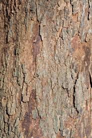<p>zig-zagging twigs; small, dark-brown buds; <span>flat brown legume seed pods hanging from branches</span></p>