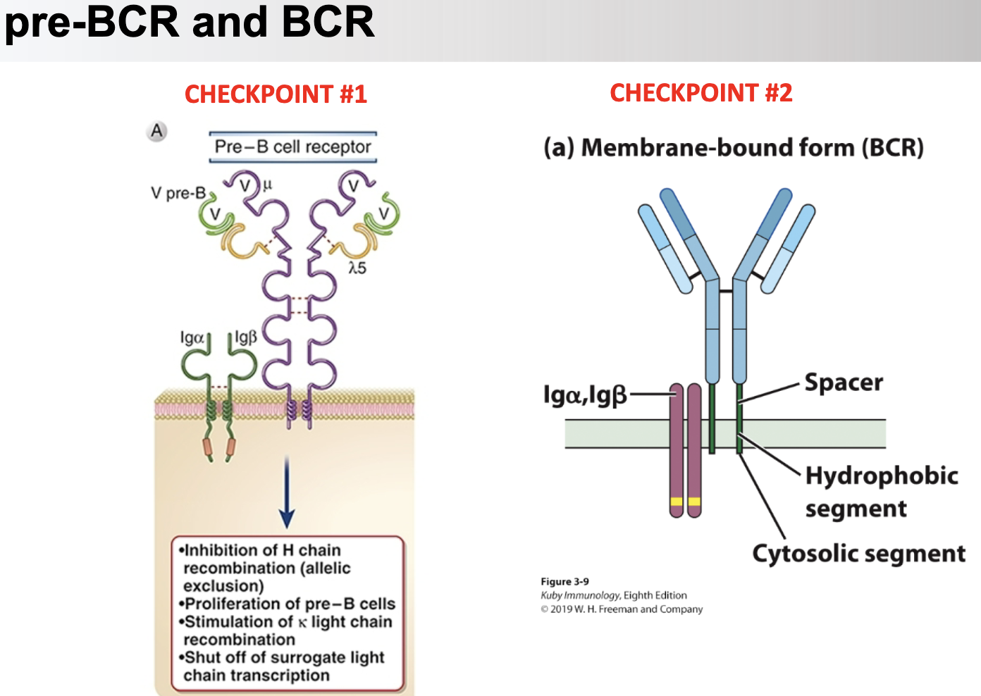<p>pre-BCR made of?</p>