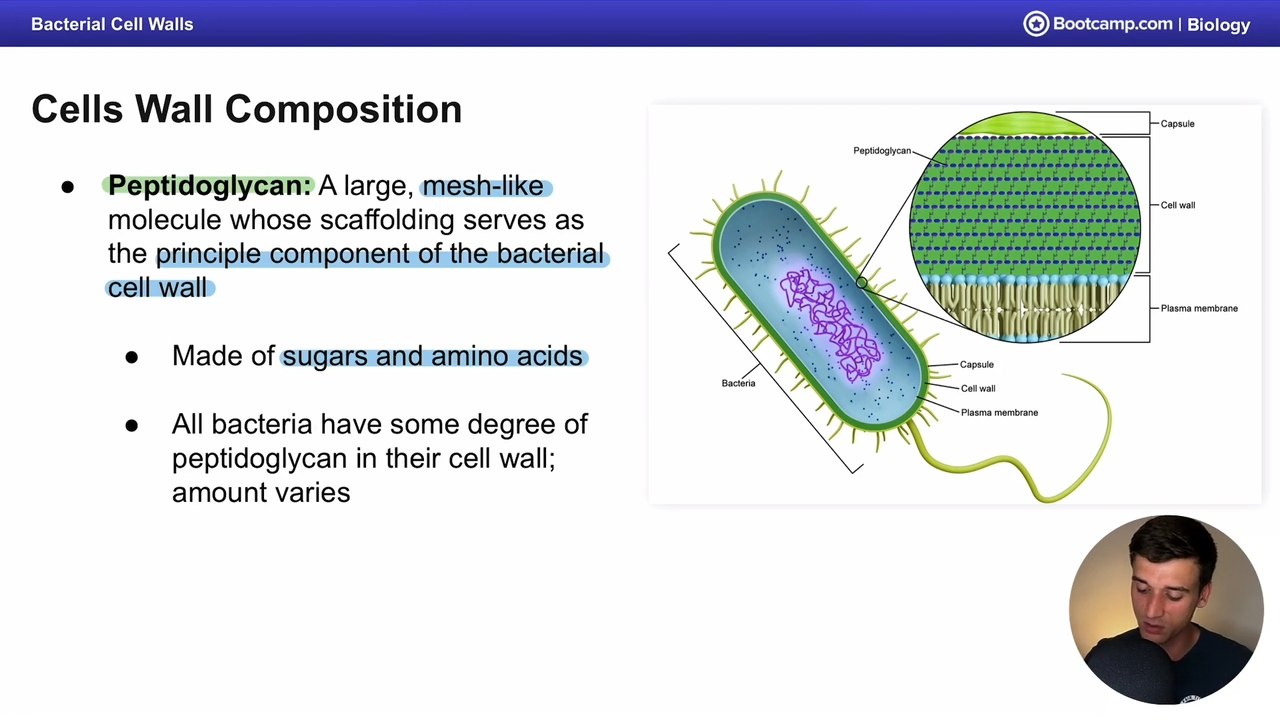 <p>Sugars and amino acids </p>