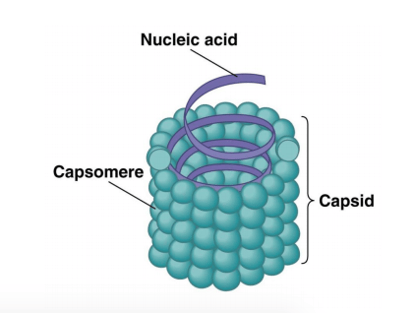 <p>hollow, cylindrical capsid</p>