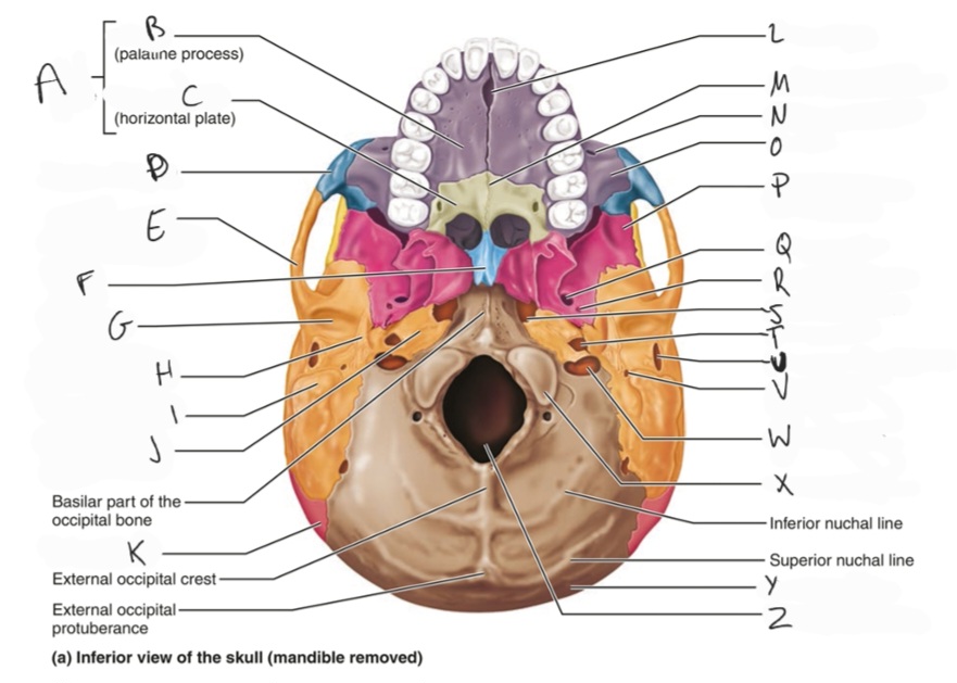 <p>foramen lacerum</p>