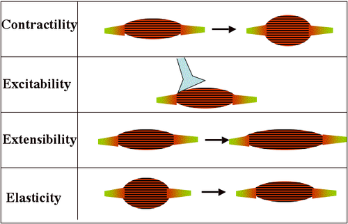 <p>What is the definition of Excitability in muscle tissue?</p>