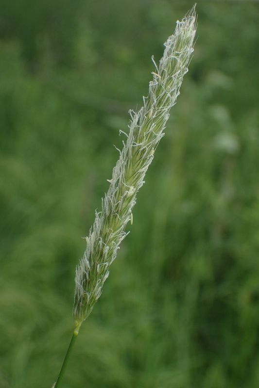 <p>Ängskavle - Alopecurus pratensis</p>