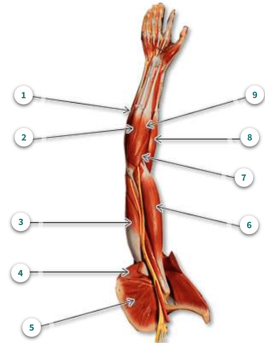 <p>What is muscle number 8?</p>