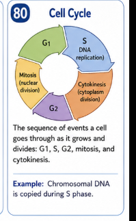 <p>The sequence of events a cell goes through as it grows and divides. G1 is growth and normal function. S is DNA replication. G2 prepares for division. Mitosis divides the nucleus. Cytokinesis divides the cytoplasm.</p>