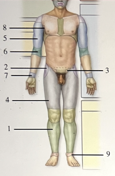 <p>The figure shows an anterior view of a human in the anatomic position. Which number indicates the inguinal region? </p><p>a. 1</p><p>b. 2</p><p>c. 3</p><p>d. 4</p><p>e. 5</p>