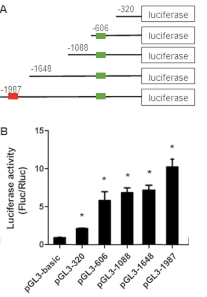 <p><span>¿Qué región reguladora tiene capacidad de activación de la transcripción?</span></p>