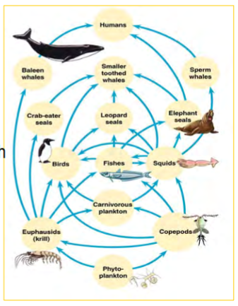 <p>one way to illustrate trophic structure</p><p>illustrates many paths, shows links between food chains</p><p>arrows follow path of energy transfer (from the eaten to the eater)</p>