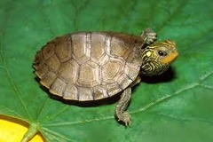 <p>A slow reptile that carries a hard shell on its back is a _____.</p>