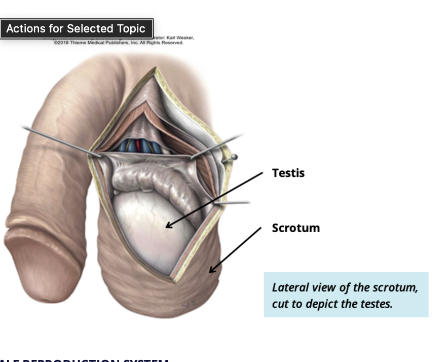<ul><li><p>derived from the anterior abdominal wall</p></li><li><p>resides outside of the abdominopelvic cavity </p></li></ul><p></p>