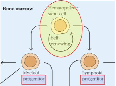 <p>progenitor cells</p><ul><li><p>Myeloid + Lymphoid progenitors</p></li></ul><p></p>