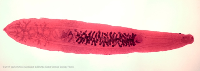 <p>What is this animal’s class?</p>