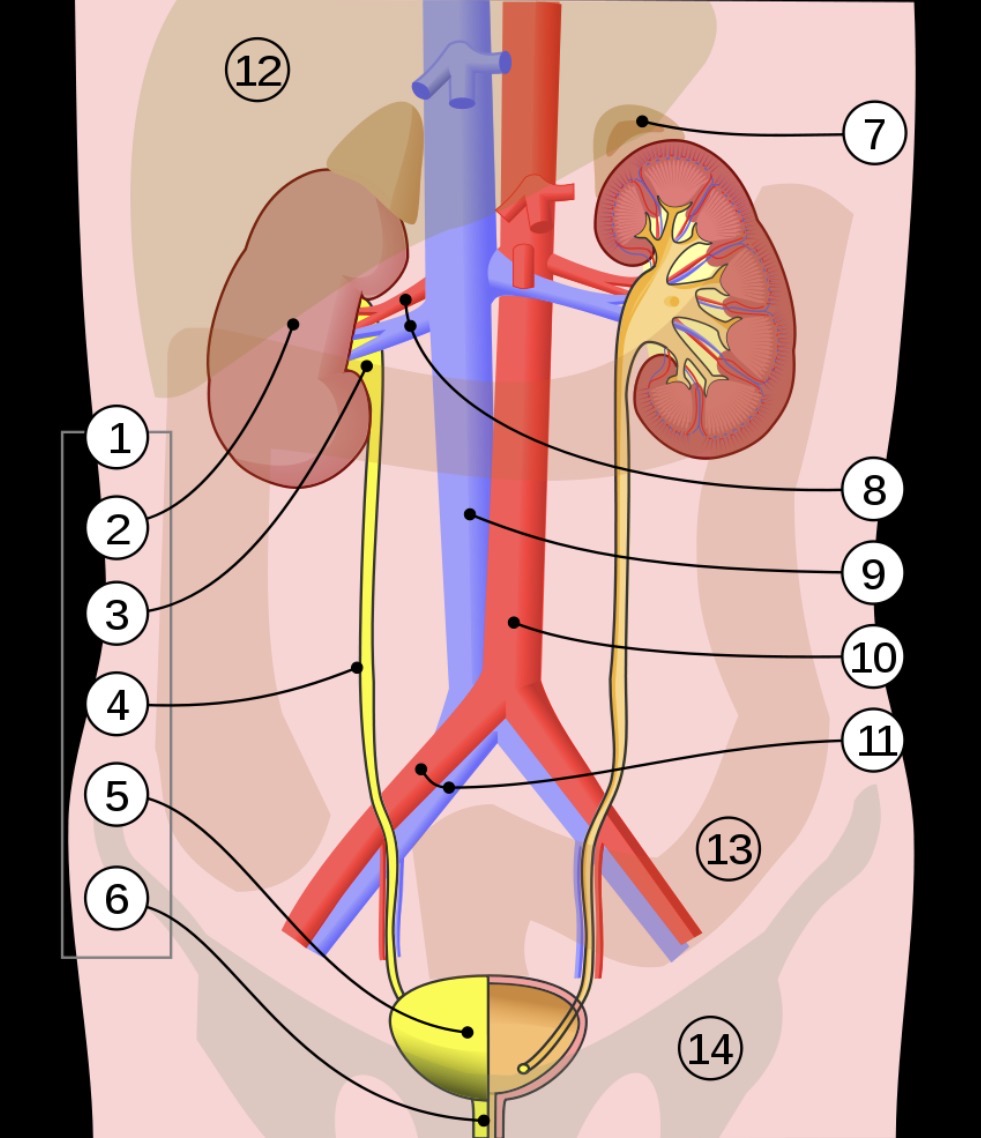 <p>Renal vein and artery are identified by what number?</p>