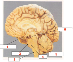 <p>what structure is 6?</p>