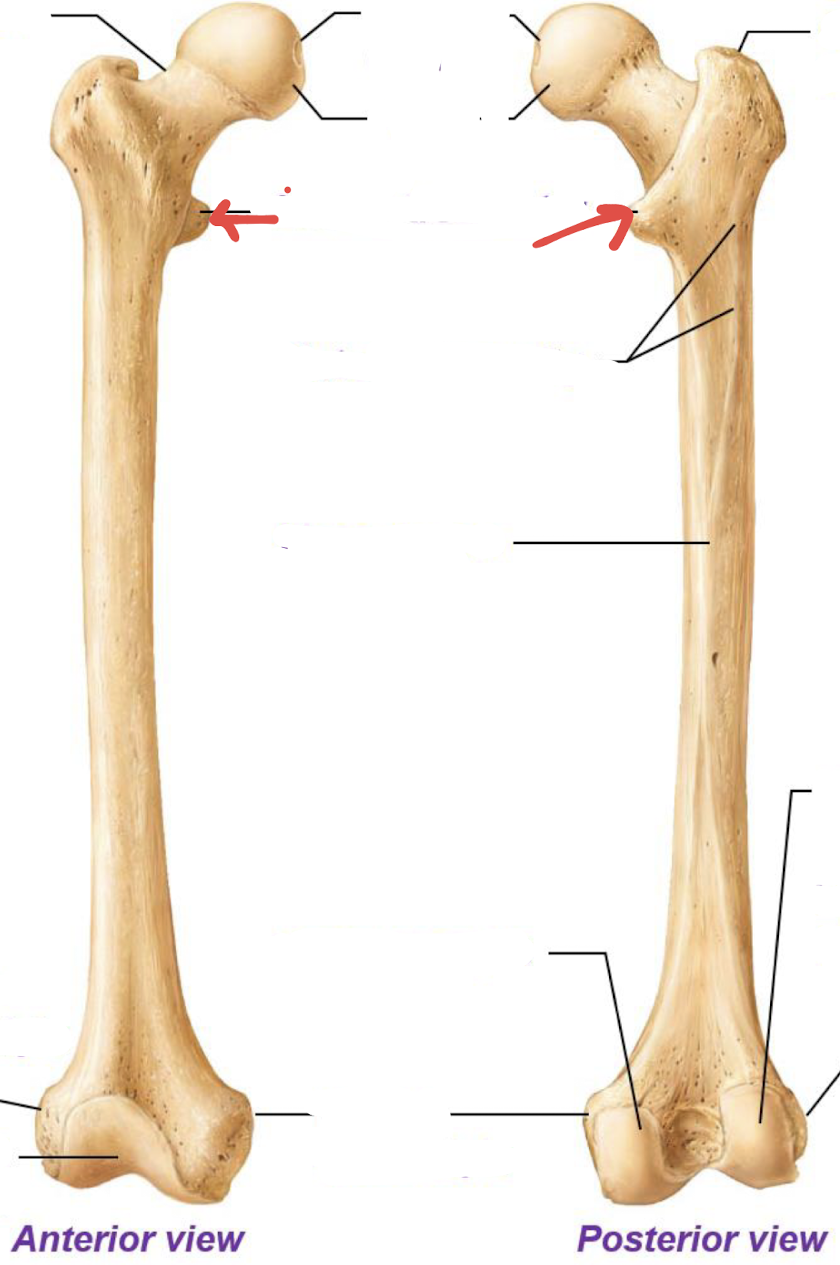 <p>what is this part of the femur?</p>
