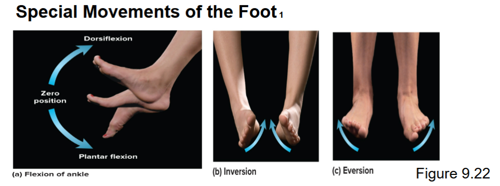 <p><strong>dorsiflexion</strong> is elevating toes like walking on your heel</p><p><strong>plantar flexion</strong> is pointing toes downwards and walking on toes</p>