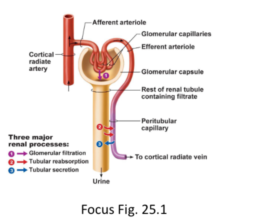 <p>There is a pressure difference across the filtration membrane, which leads to water and small solutes going from: Blood in <strong>Glomerus → Bowman’s Capsule</strong>.</p>