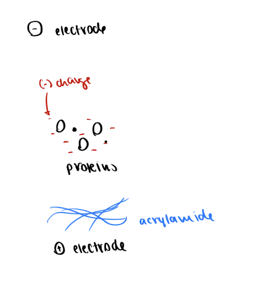 <p>= separate proteins on a gel</p><ul><li><p>SDS - gives proteins a (-) charge</p></li><li><p>polyacrylamide gel - separates proteins by size</p></li></ul><p></p>