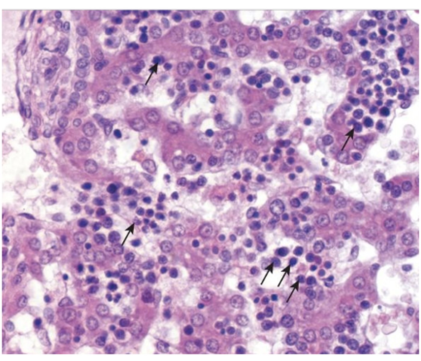 <p>What is hemopoiesis?</p>