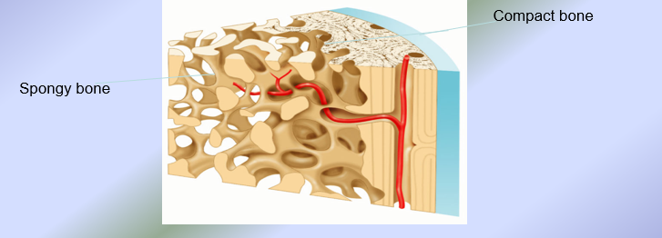 <ol><li><p>Compact Bone Tissue → composed of osteons = structural units of compact bone</p></li><li><p>Spongy Bone Tissue → like honeycomb (composed of needle-like structures called trabeculae = structural units of spongy bone)</p></li></ol><p></p>