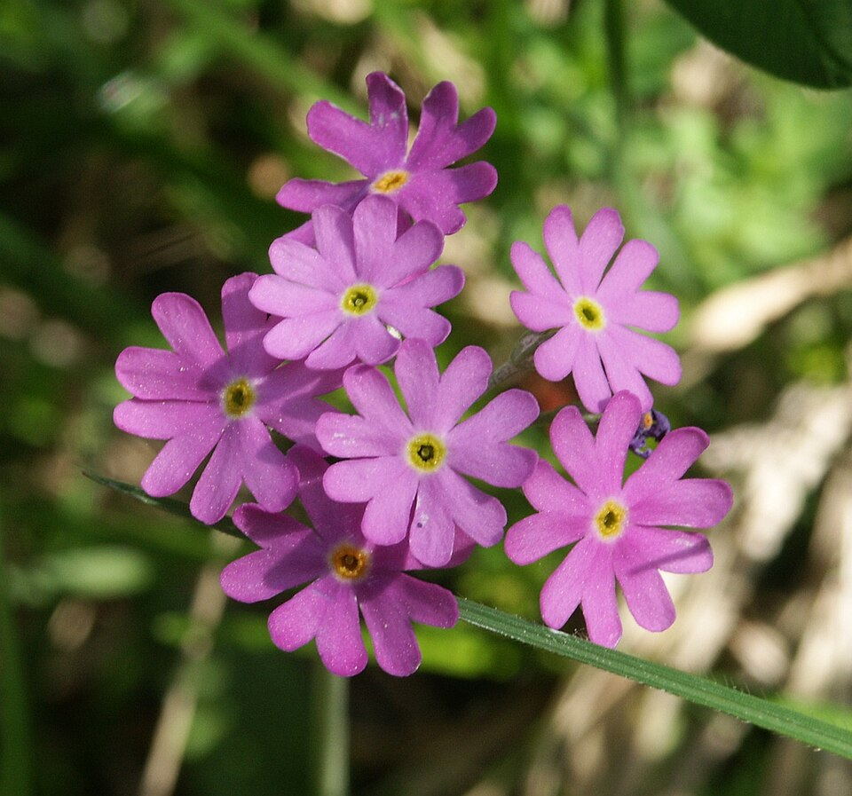 <p>Majviva    (Hål i mitten av blomman)</p>