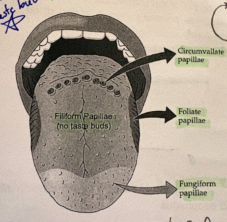 <p>side of base of tongue</p>