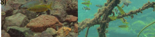 <p>O: freshwater fish males are either all blue or all yellow, females are a cryptic grey. M court F in two distinct habitats, shallow sandy beach and deep water root habitat sites; each one has different spectral properties</p><p>RQ: is M signal (body colour) most effective when it displays in a site with high chromatic contrast?</p>