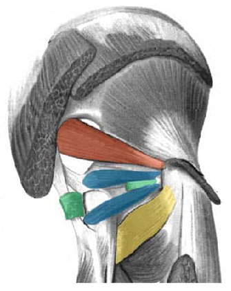<p><span>Fossa trochanterica (samen met insertie van m. obturatorius internus)</span></p>
