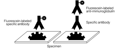 <p>What is this test? </p>