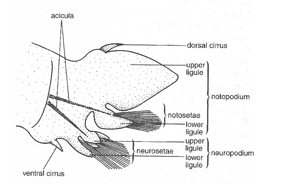 <ul><li><p>Notopodium + neuropodium → <strong>movement + respiration</strong></p></li><li><p>Cirri → <strong>sensory</strong></p></li><li><p>Setae → <strong>locomotion (push against substrate)</strong></p></li><li><p>Acicula → <strong>internal support (like a skeleton)</strong></p></li></ul><p></p>